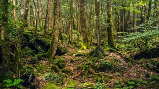 Pembentukan Struktur Lapisan Tumbuhan Dalam Hutan Hujan 